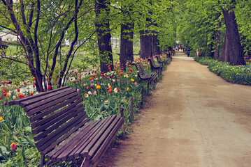  Benches along the alley among the bright flowers in the botanical garden.