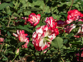 Unique, bicolor - white red bordered floribunda rose 'Jubilee of The Prince of Monaco'. Flowers are full, yellow to white with vermilion edges