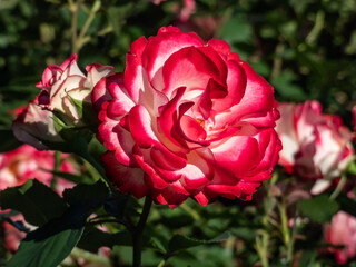 Unique, bicolor - white red bordered floribunda rose 'Jubilee of The Prince of Monaco'. Flowers are full, yellow to white with vermilion edges