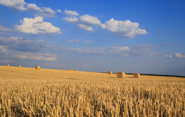 Field with hay after wheat harvest, august ukraine