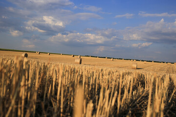Field with hay after wheat harvest, august ukraine