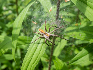 Macro shot of tiny spiderlings of Nursery web spider (Pisaura mirabilis) in the nest with young...