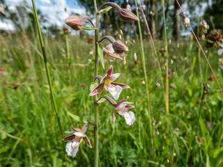 The marsh helleborine (Epipactis palustris) flowering with the flowers with sepals that are...