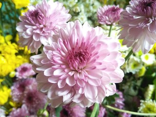 Fototapeta premium pink chrysanthemum flowers