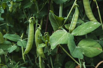 Curved pea pod on green background. Selective focus. Outdoors