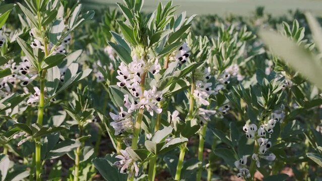 Closeup of blooming vicia faba plants on farm field. Cultivation of organic legumes