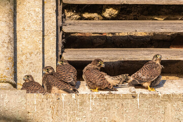 Nesting kestrel family