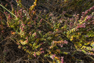 Vegetation found on Gran Canaria