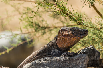 Wildlife in sand dune area
