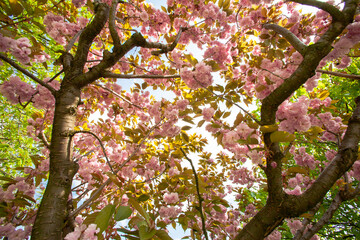 Kirschblüte in der Rheinaue Bonn