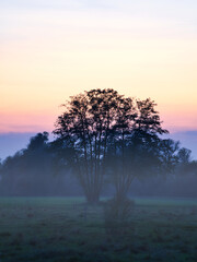 Fototapeta na wymiar at dawn, mystical sunrise with a tree on the meadow in the mist. Warm colors from nature. Landscape photography in Brandenburg