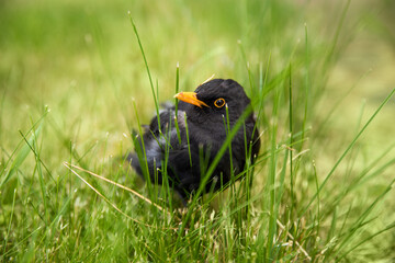 młody ptak w trawie, podlot ptaka, blackbird