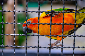 A parrot in the cage