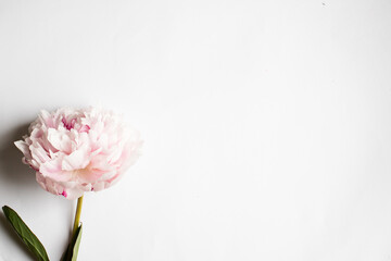 One rose peony on the white background