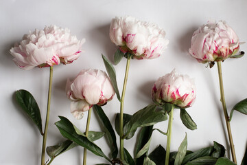 Five rose peonies on the white background