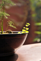  Pots with plants rack
