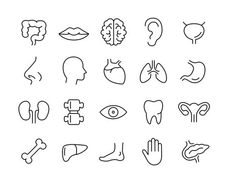 Human Organs Icons - Vector Line. Editable Stroke. 