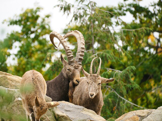 Capricorn family on rocks in nature. Big horn in mammal. Ungulates climbing