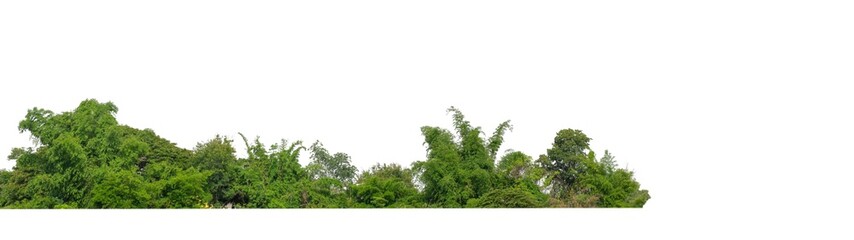 Green Trees isolated on white background.are Forest and foliage in summer for both printing and web pages with cut path and alpha channel