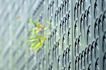 bamboo leave in sunlight
