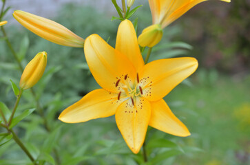beautiful yellow lily blooming in the garden