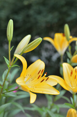 beautiful yellow lily blooming in the garden