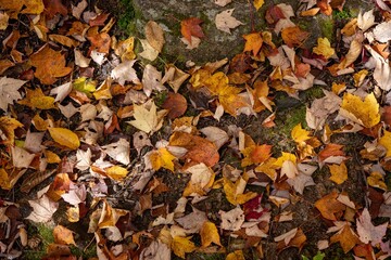 autumn leaves background