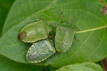 Punaise verte ponctuée (Nezara viridula) sur le feuillage de chèvrefeuille en automne