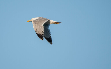 bird, seagull, sky, flying, flight, blue, fly, gull, nature, animal, sea, wings, wing, wildlife, white, freedom, birds, feather, beak, ocean, wild, soaring, heron