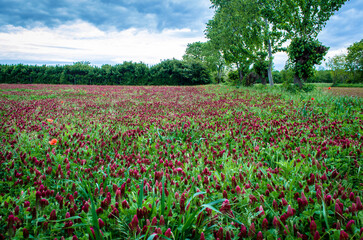 Un campo coltivato con erba medica in fiore alle porte di Palmanova lungo la Via Postumia, cammino...