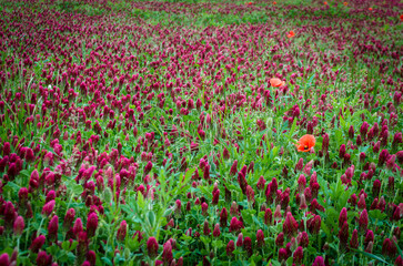 Un campo coltivato con erba medica in fiore alle porte di Palmanova lungo la Via Postumia, cammino...