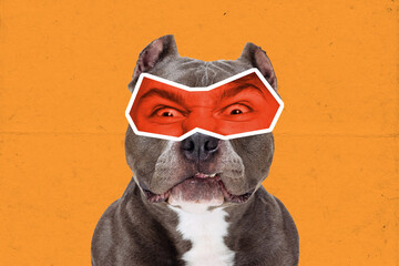 Magazine style collage with cute dog with male eyes expressing different emotions isolated on orange color background. Surreal eyewear. Animal look at modern lifestyle