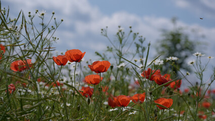 SUMMER LANDSCAPE - Blooming red poppy on a background of the blue sky and trees