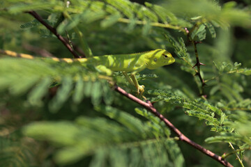 chameleon on the branch