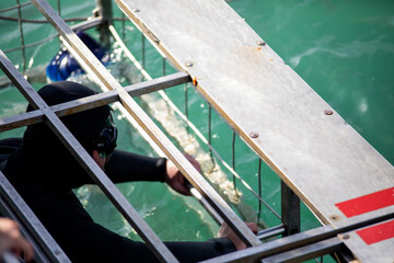 Person inside the shark observation cage of a boat in the shark alley in Gansbaai (South Africa)...