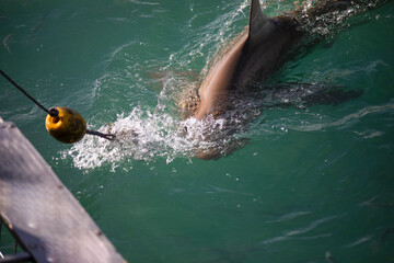 Bronze shark approaching the cage of the shark watching boat in Gansbaai (South Africa) this place is full of great white sharks and other marine species.