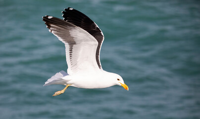 Fototapeta na wymiar Seagull flying over the deep waters of the shark alley in the Atlantic Ocean in Gansbaai (South Africa), these are birds that go deep into the oceans and seas and are very good fishermen.