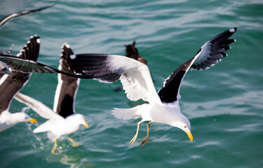 Seagulls fishing in the shark alley in the Atlantic Ocean in Gansbaai (South Africa), these are birds that go deep into the oceans and seas and are very good fishermen.