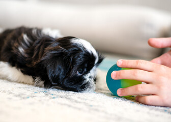 Shih Tzu puppy is playing with a ball. Close-up. Small 1.3 months tricolor shih tzu.