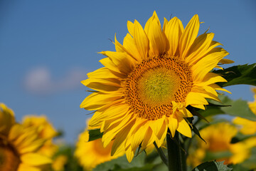 Naklejka premium A yellow blooming sunflower grows in nature in the field. In the background the blue sky.