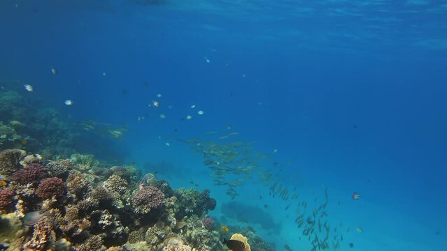 Many fish swim among corals in the Red Sea, Egypt