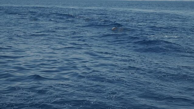 striped dolphins in mediterranean sea liguria italy