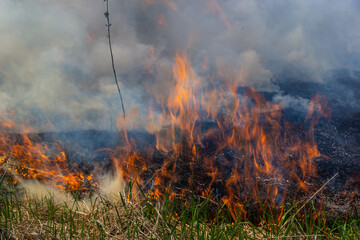 Burning old dry grass in garden. Flaming dry grass on a field. Forest fire. Stubble field is burned by farmer. Fire in the Field