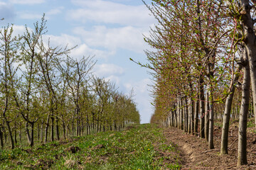 Fruit trees planted in a row on the farm. Early spring agricultural work. Apple orchard. Furrows on the ground. Fields for different crops. Agriculture