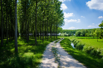Fototapeta na wymiar Camminando di fianco a un piccolo bosco lungo la Via Postumia, cammino che parte da Aquileia e arriva a Genova, nella campagna del Friuli sotto un cielo azzurro 