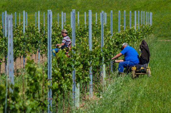 Contadini lavorano per sistemare i tralci della vigna seduti su delle sedie con delle ruote in modo da fare meno fatica