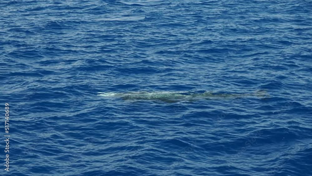 Wall mural cuvier beaked whale while breathing on sea surface in mediterranean in front of genoa, italy