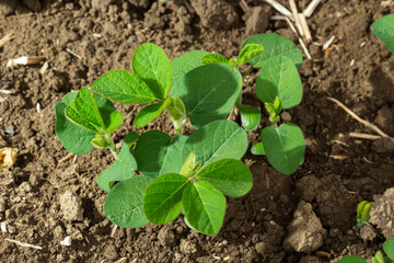 Fresh green soy plants on the field in spring. Rows of young soybean plants