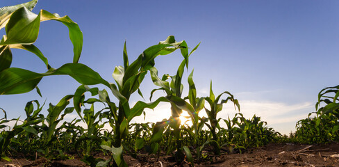 close up of a healthy young cornstalk in a cornfield with soil dry and cracking and now weeds between rows