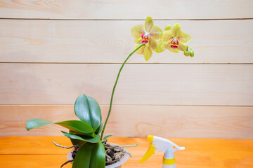 Aerial roots of a healthy orchid in the right substrate and planters for growing an exotic plant at home: a place for text on a wooden background, selective focus on aerial roots, spraying